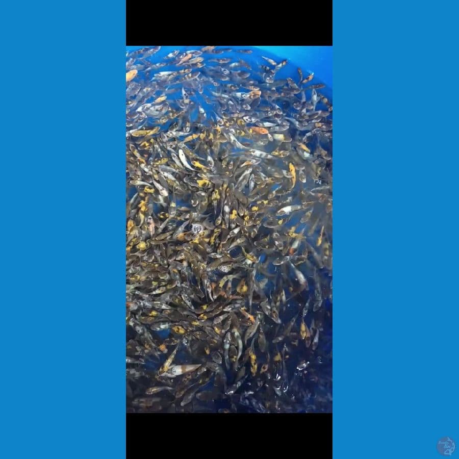 Bibit Showa Shiro Grade 500 ekor 4-7cm