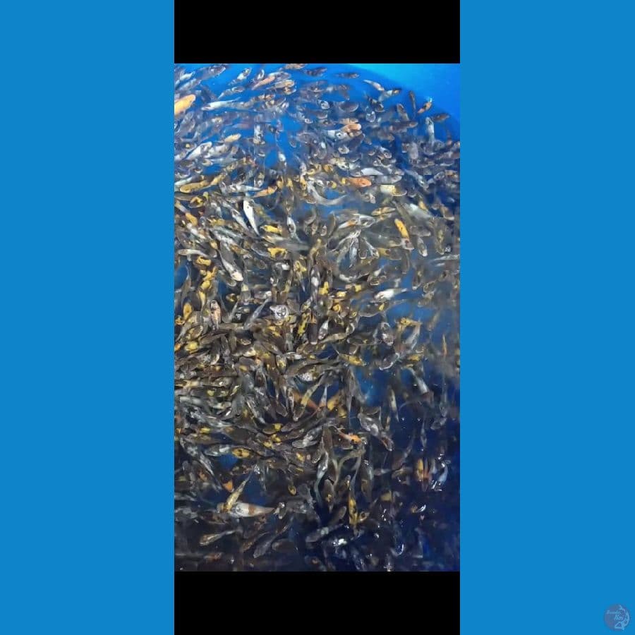 Bibit Showa Shiro Grade 500 ekor 4-7cm