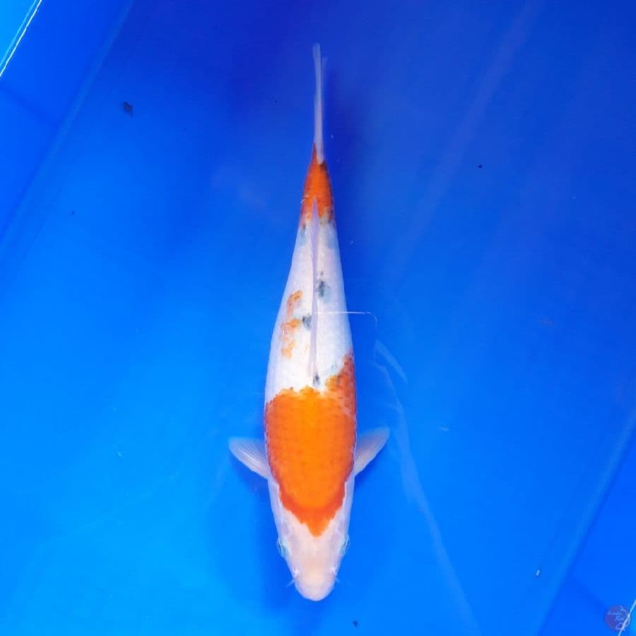 Showa Tategoi 30cm