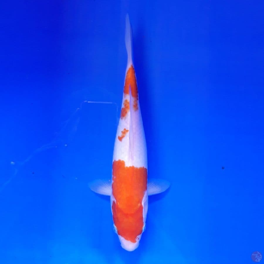 Kohaku 27cm