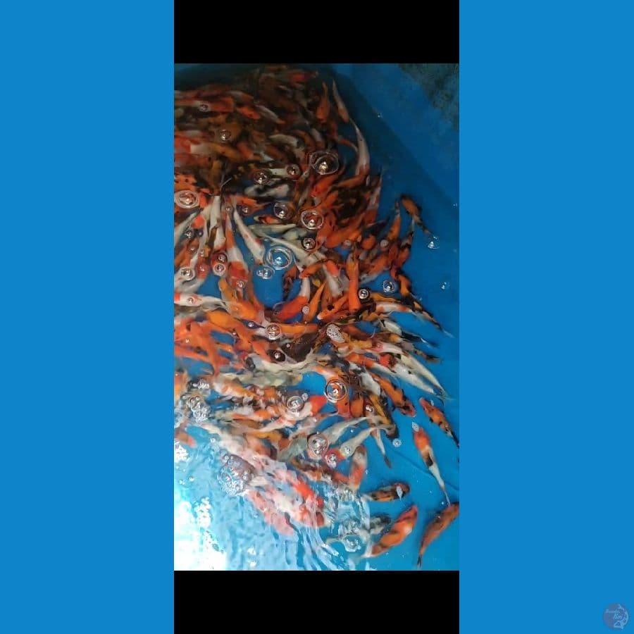 Showa Shiro Mix 10-15cm 250 ekor