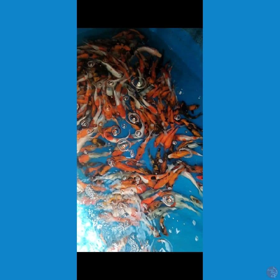 Showa Shiro Mix 10-15cm 250 ekor