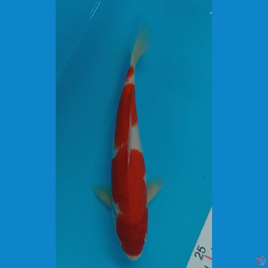 Minion kohaku Original M 26cm