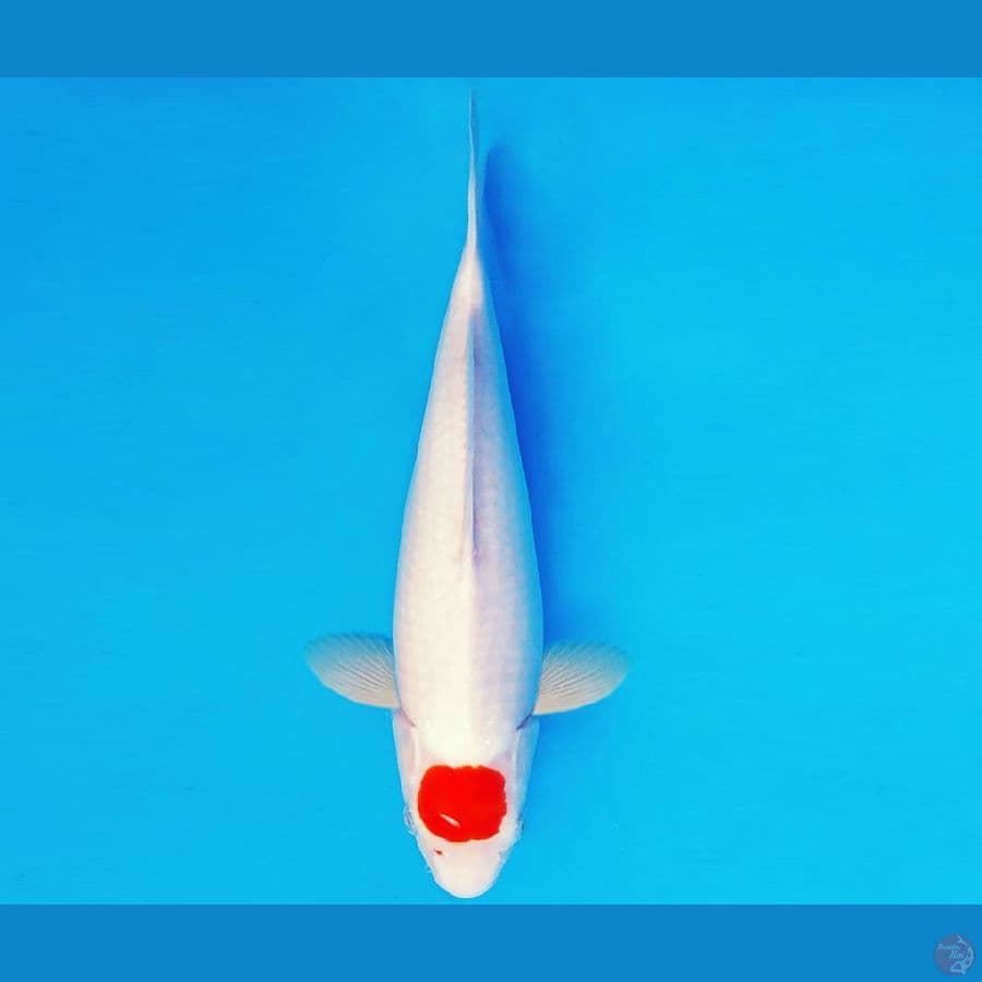HIRO 3 - TANCHO 35 cm/fm ®