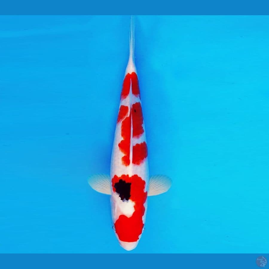 HIRO 7 - SANKE 27 cm/male ®