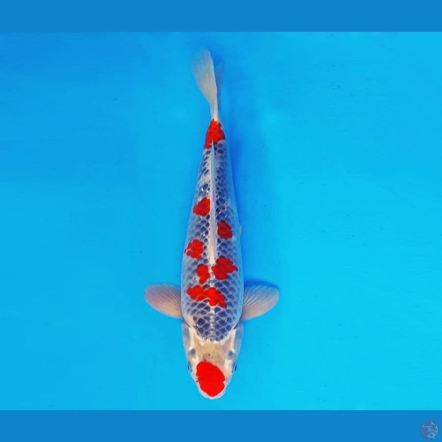HIRO 8 - GOSHIKI 37 cm/male ®