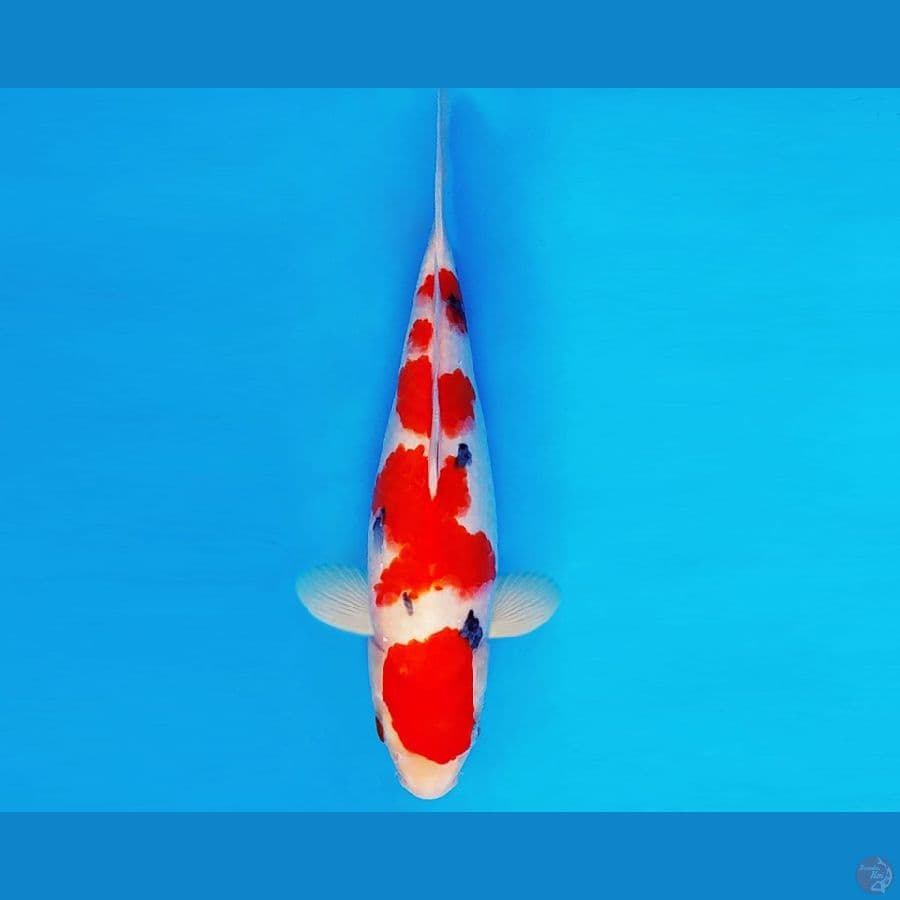 HIRO 13 - SANKE 29 cm/fm ®