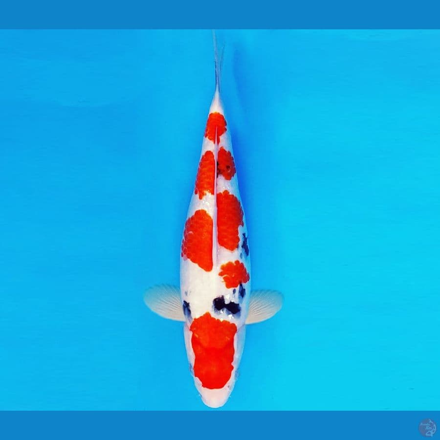 HIRO 15 - SANKE 31 cm/fm ®