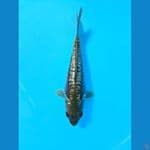 quality aragoke +- 20cm 