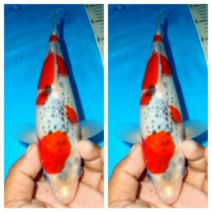 Baby goshiki f1
