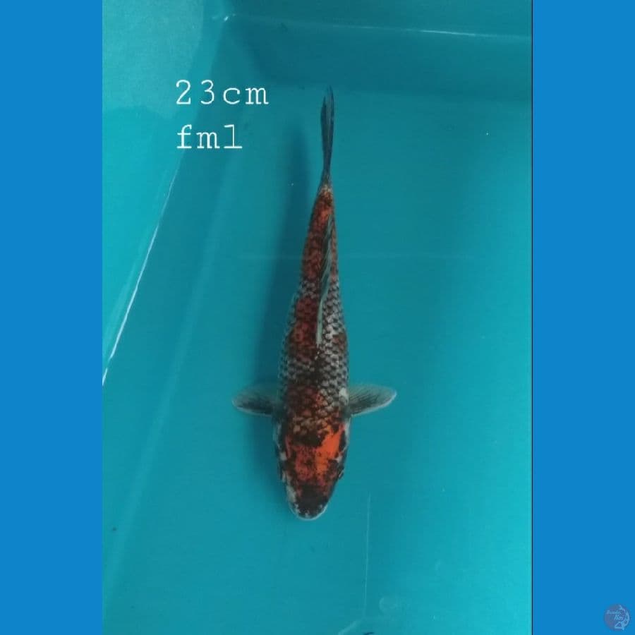 Beni matsukawabake 23cm/fml
