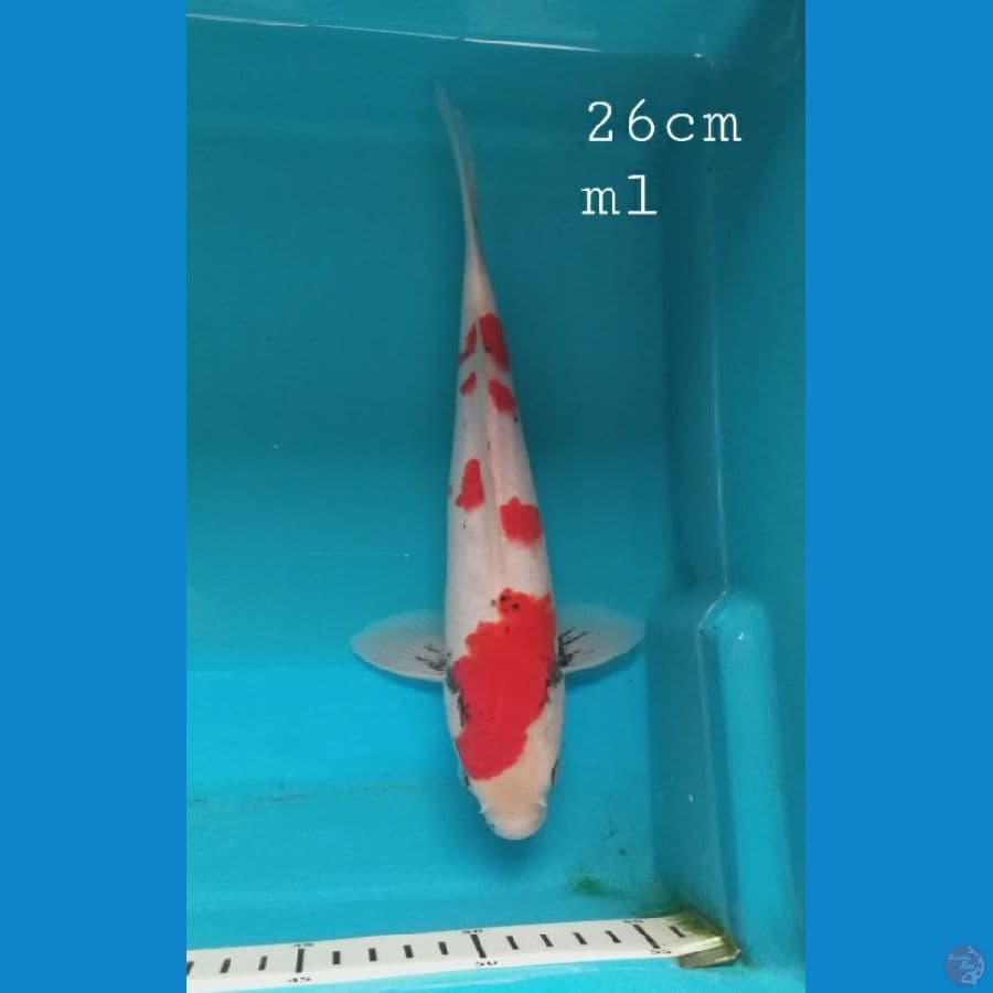 Beni matsukawabake 26cm/ml