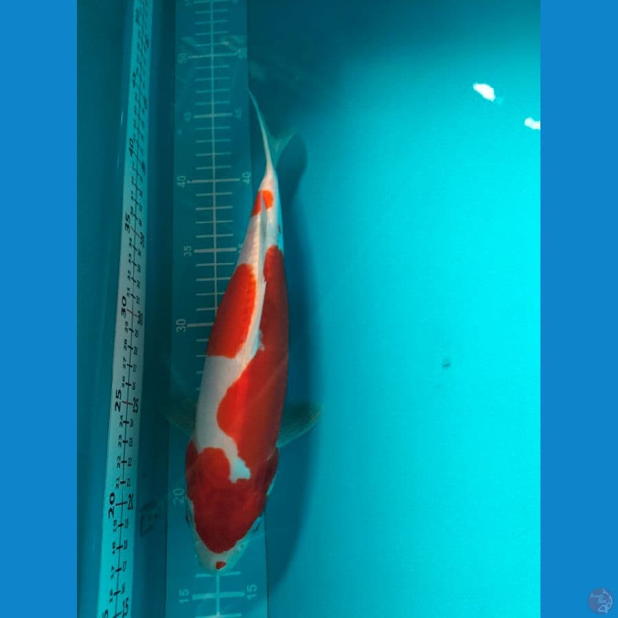 kohaku doitshu