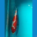 kohaku doitshu