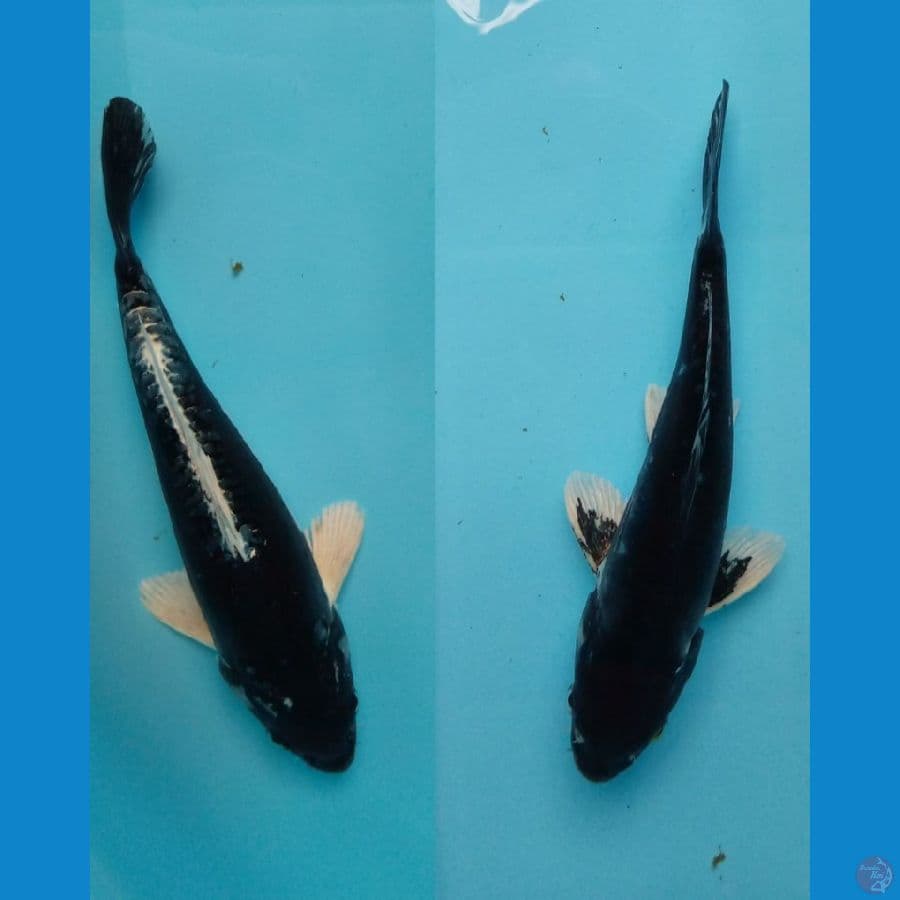 black kiko 17&20 cm