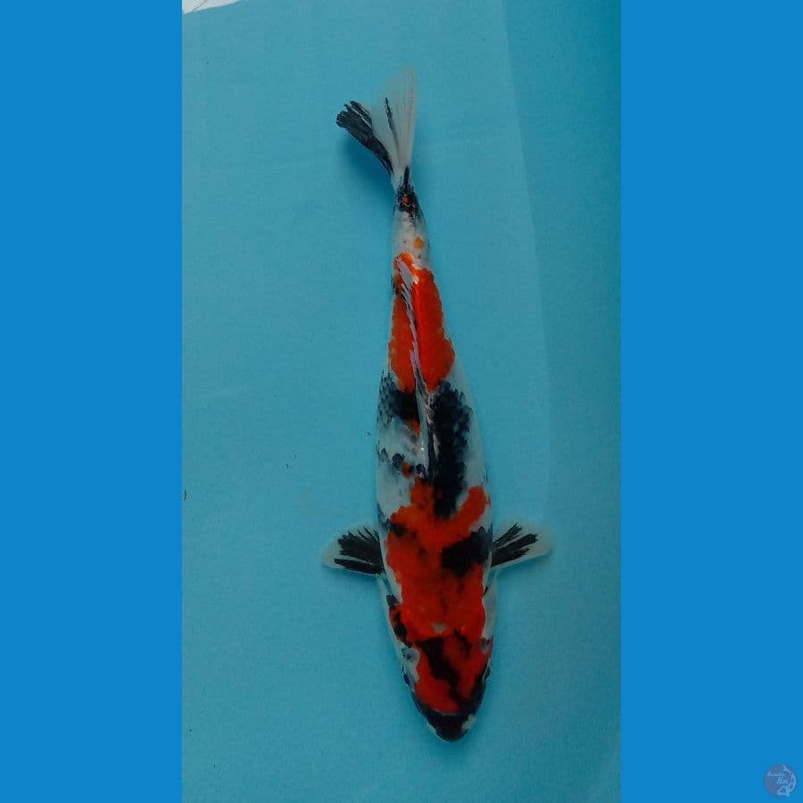 kin showa 25 cm
