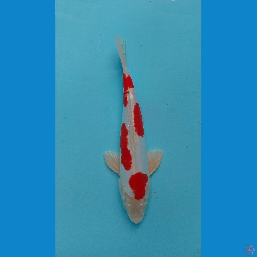 kikushui 25 cm