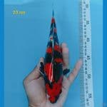 sq showa ginrin 23 cm
