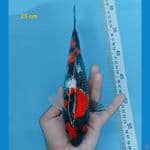 sq showa ginrin 25 cm