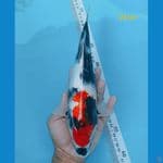 showa 24 cm