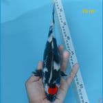 tancho showa 26 cm