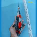 sq maruten showa ginrin 29 cm