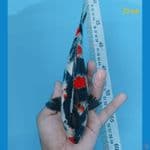 sq kindai showa 23 cm