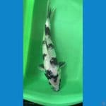 shiro ginrin 27cm