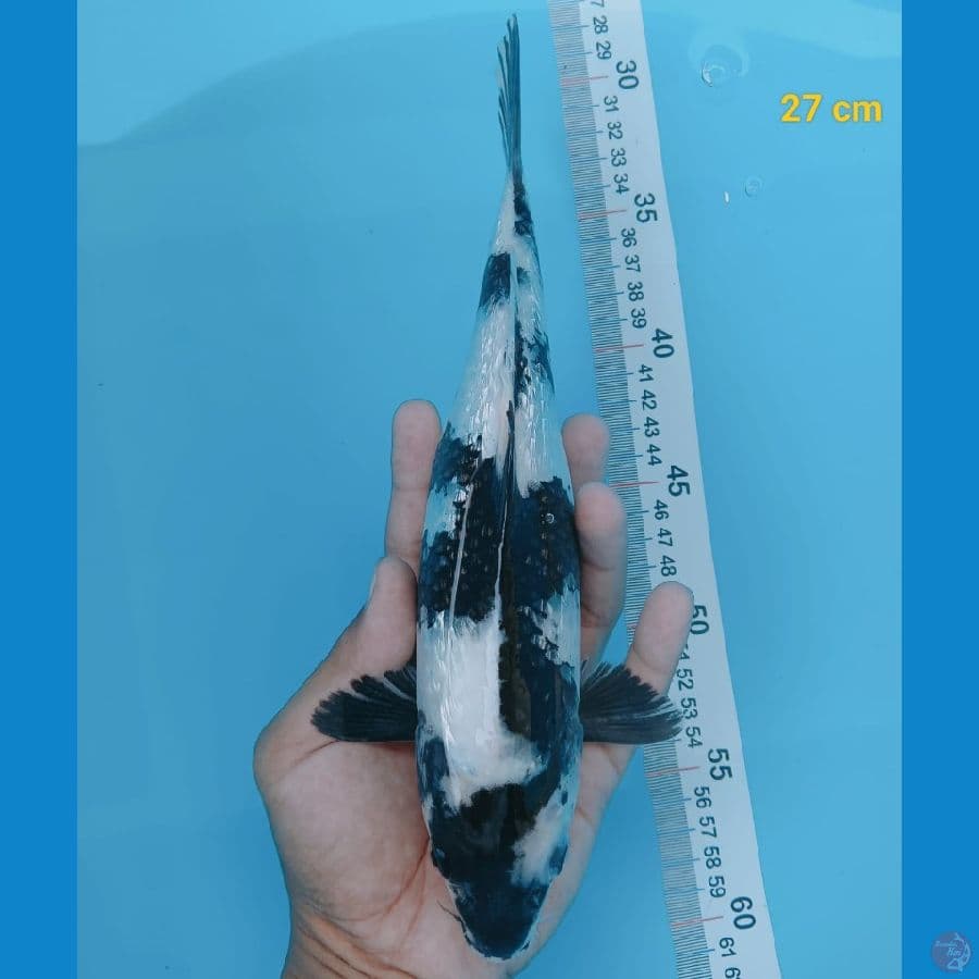 shiro 24 cm
