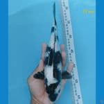 shiro 24 cm