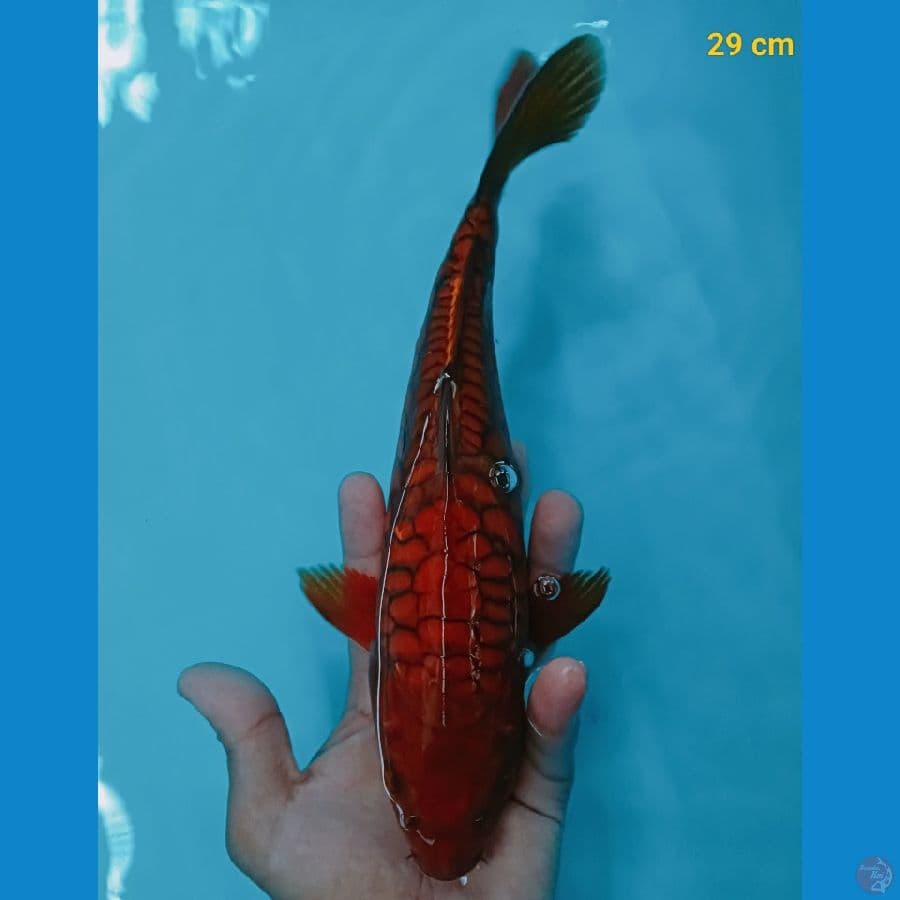 Aragoke 29 cm
