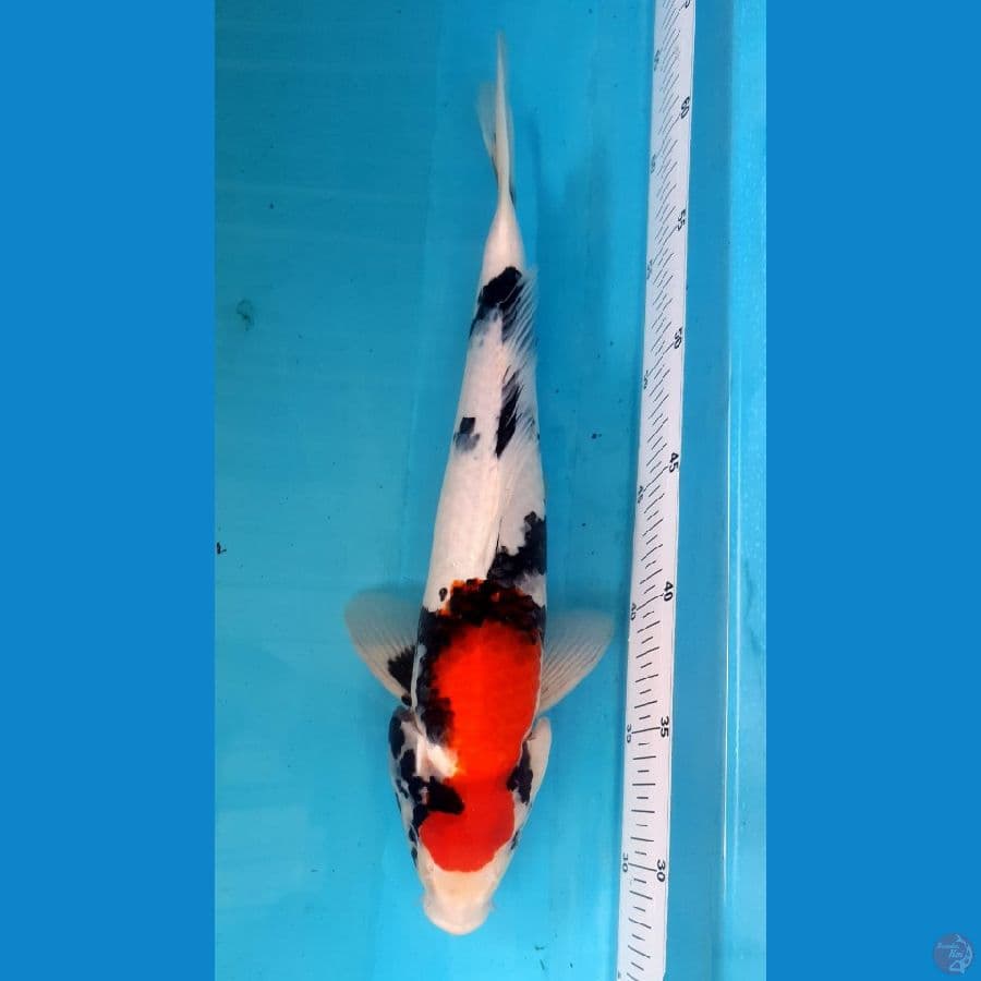 SHOWA 37/Male