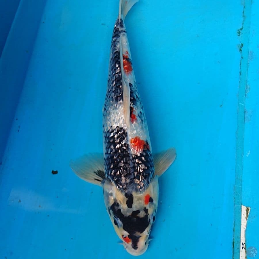 GINRIN SHOWA 28 CM