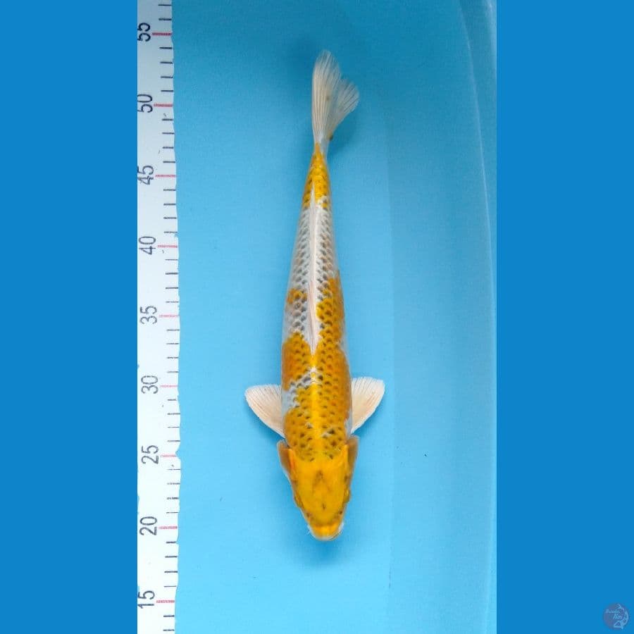 Kujaku Kuning M34cm