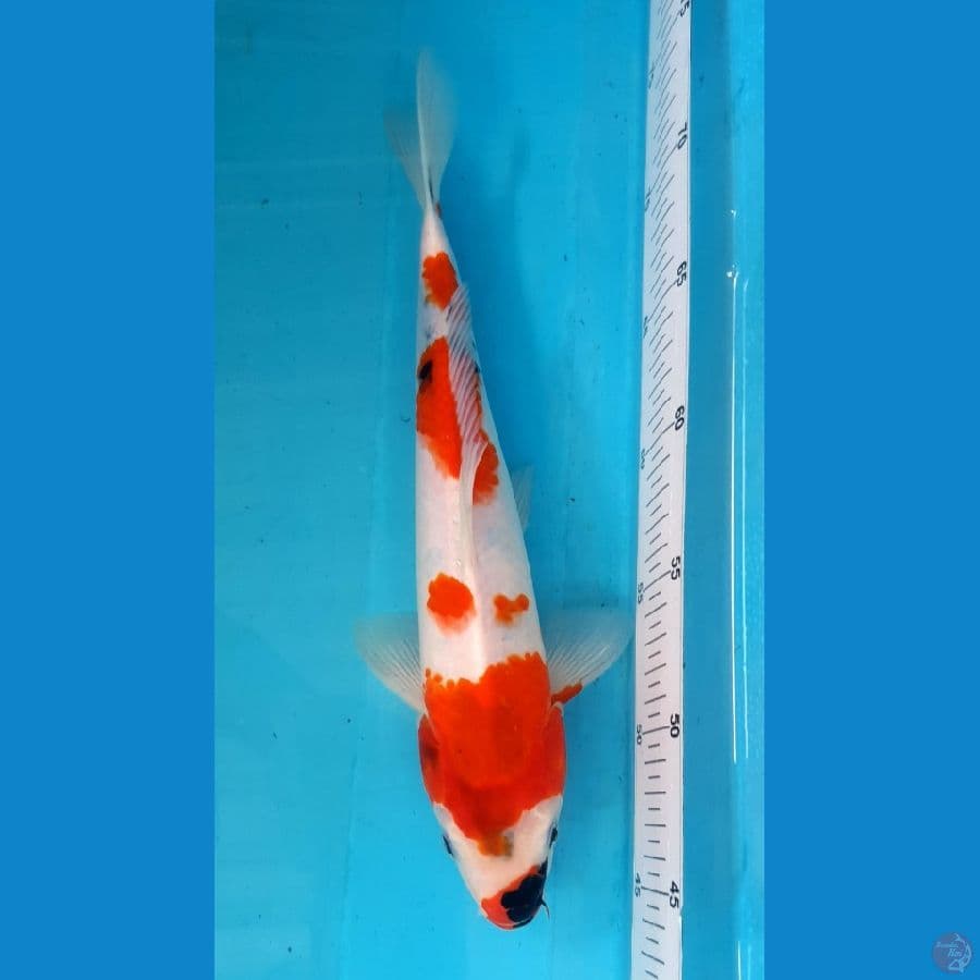 SHOWA Tategoi 31cm