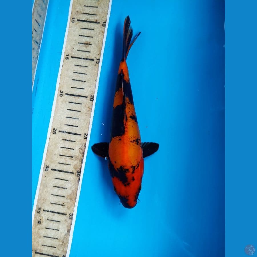 hi utsuri 22cm