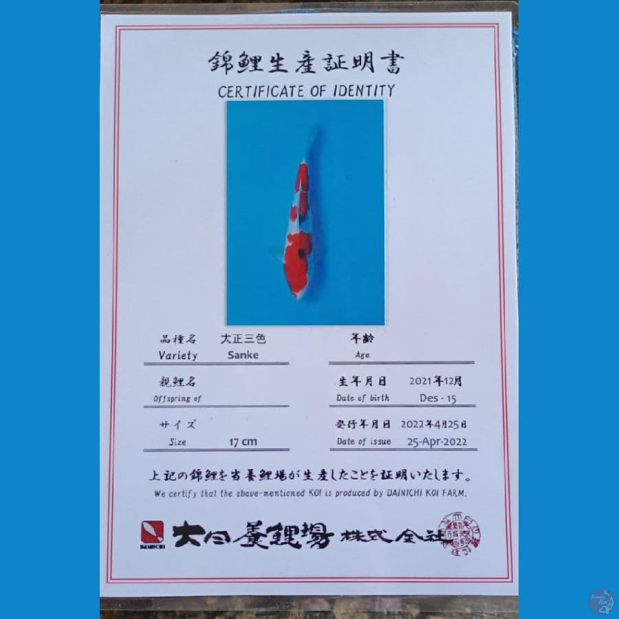 Dainichi sanke sz 24cm