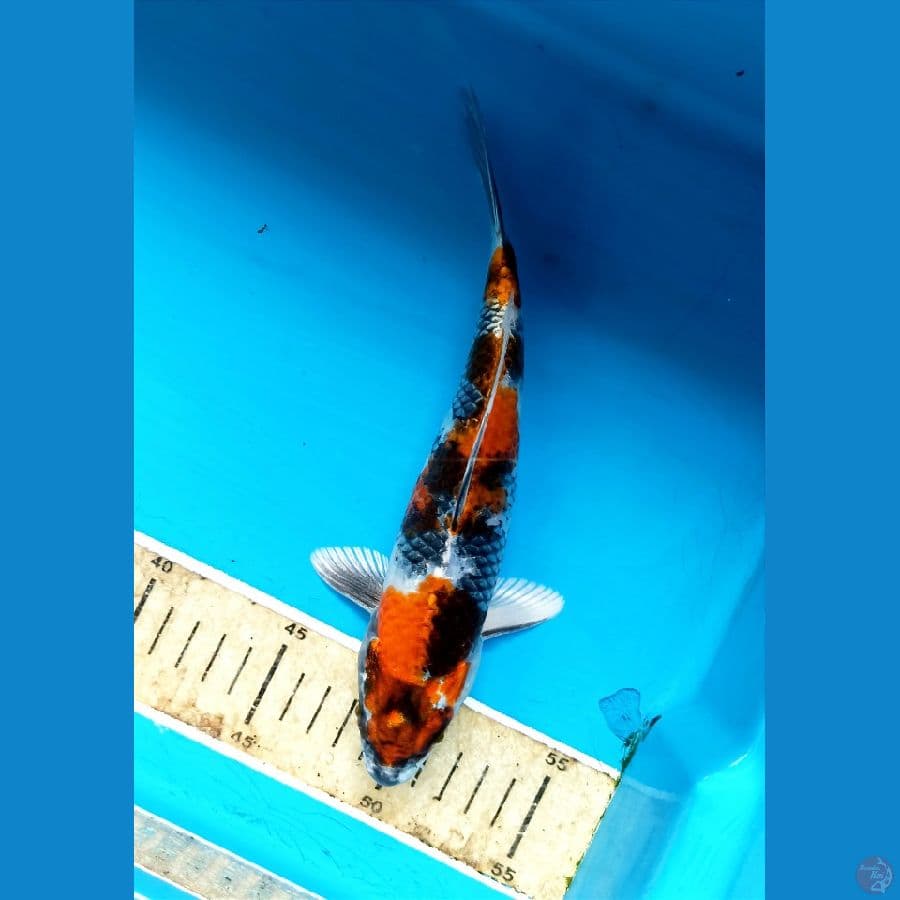 showa hikari 22cm