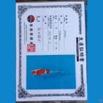 Sinoda kohaku doitsu sz 25cm
