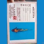 Marusei kin showa sz 37cm