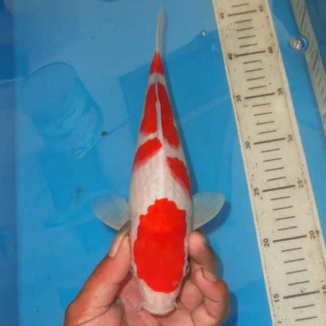 JOGAI KOHAKU TOP