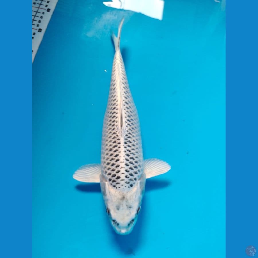 gin matsuba 35cm