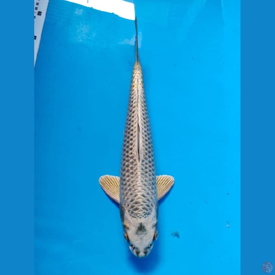 mukasi ogon male 35cm