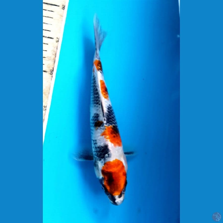 showa 24cm