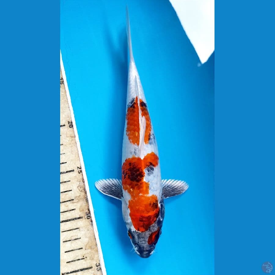 hikari showa 24cm