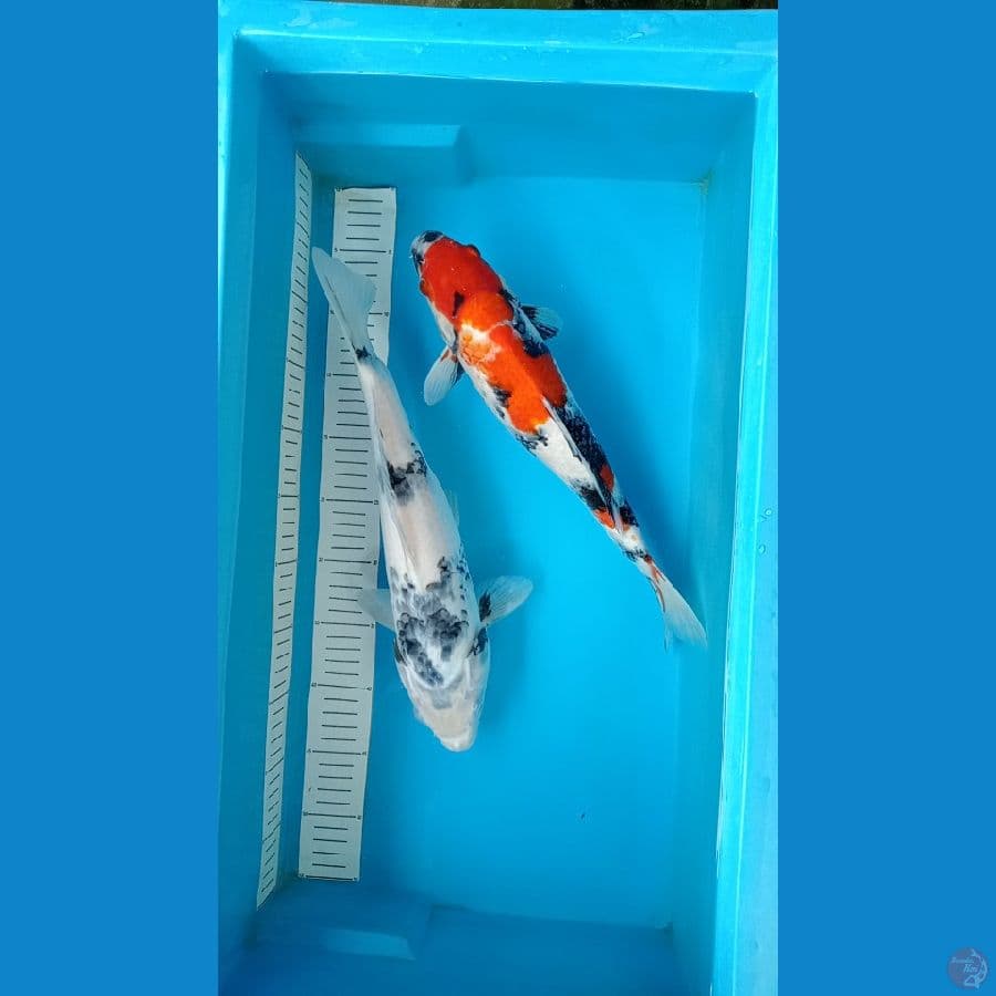 showa shiro 35 36 cm