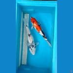 showa shiro 35 36 cm