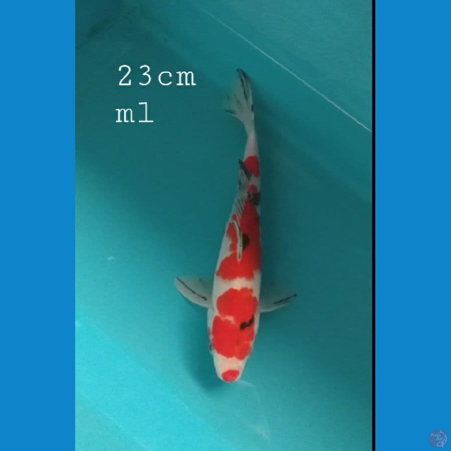Sanke 23cm/ml