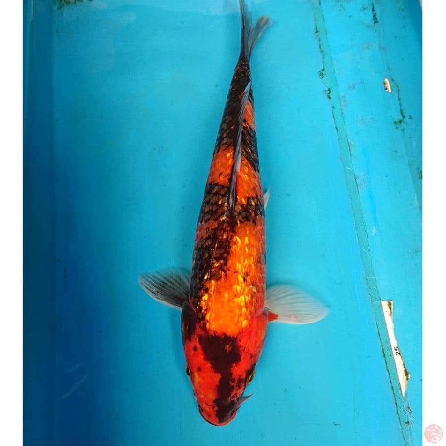 GINRIN HI SHOWA 33 CM