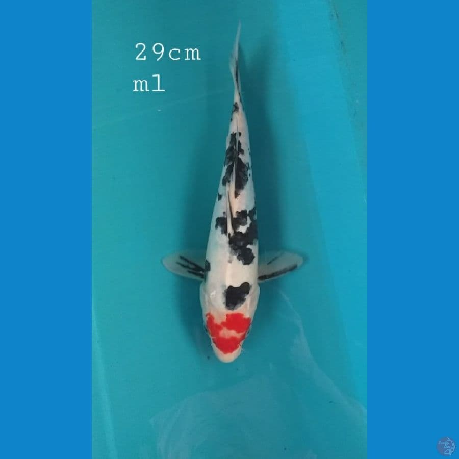 Sanke 29cm/ml